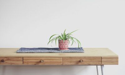 plant on top of beige wooden desk with 2-drawer chest